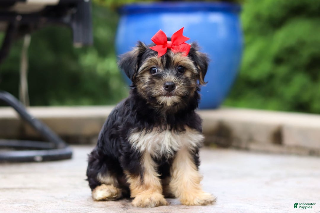 Morkie dogs for sale: Janis - Image 8
