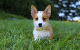 Welsh Corgi Pembroke dogs for sale: Loki - Image 2