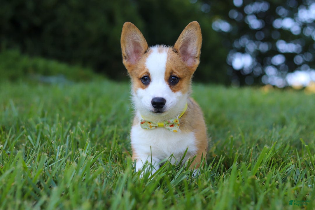 Welsh Corgi Pembroke dogs for sale: Loki - Image 2