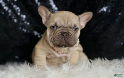 French Bulldog dogs for sale: Hazelnut - Image 2
