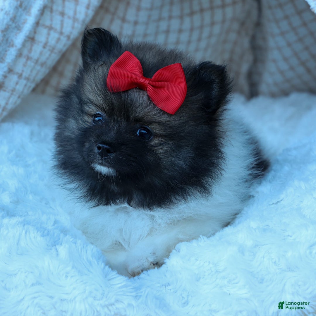 Pomeranian dogs for sale: Betzy - Image 1