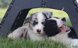 Border Collie dogs for sale: Kingston - Image 6