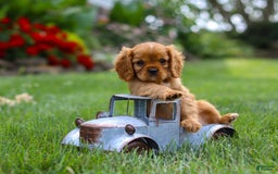 Cavalier King Charles Spaniel dogs for sale: Bradley - Image 9