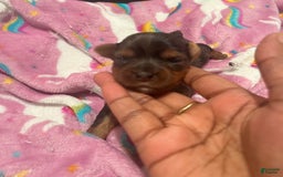 Yorkshire Terrier dogs for sale: Lucy - Image 6