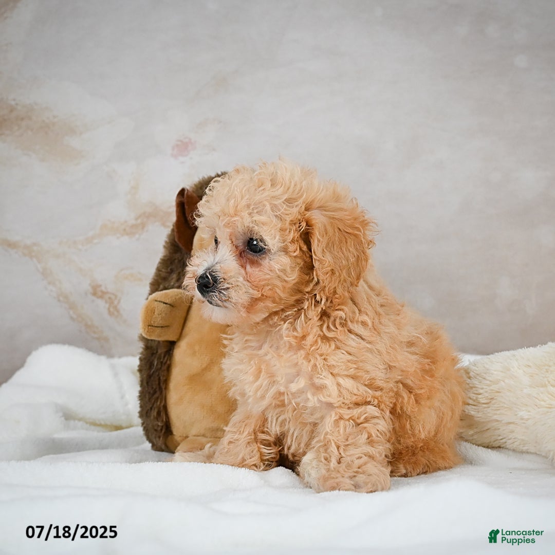 Bichpoo dogs for sale: Dixie - Image 11