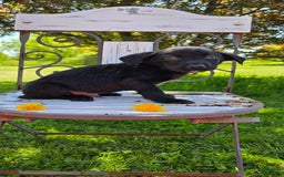 Labrador Retriever dogs for sale: Darth - Image 5