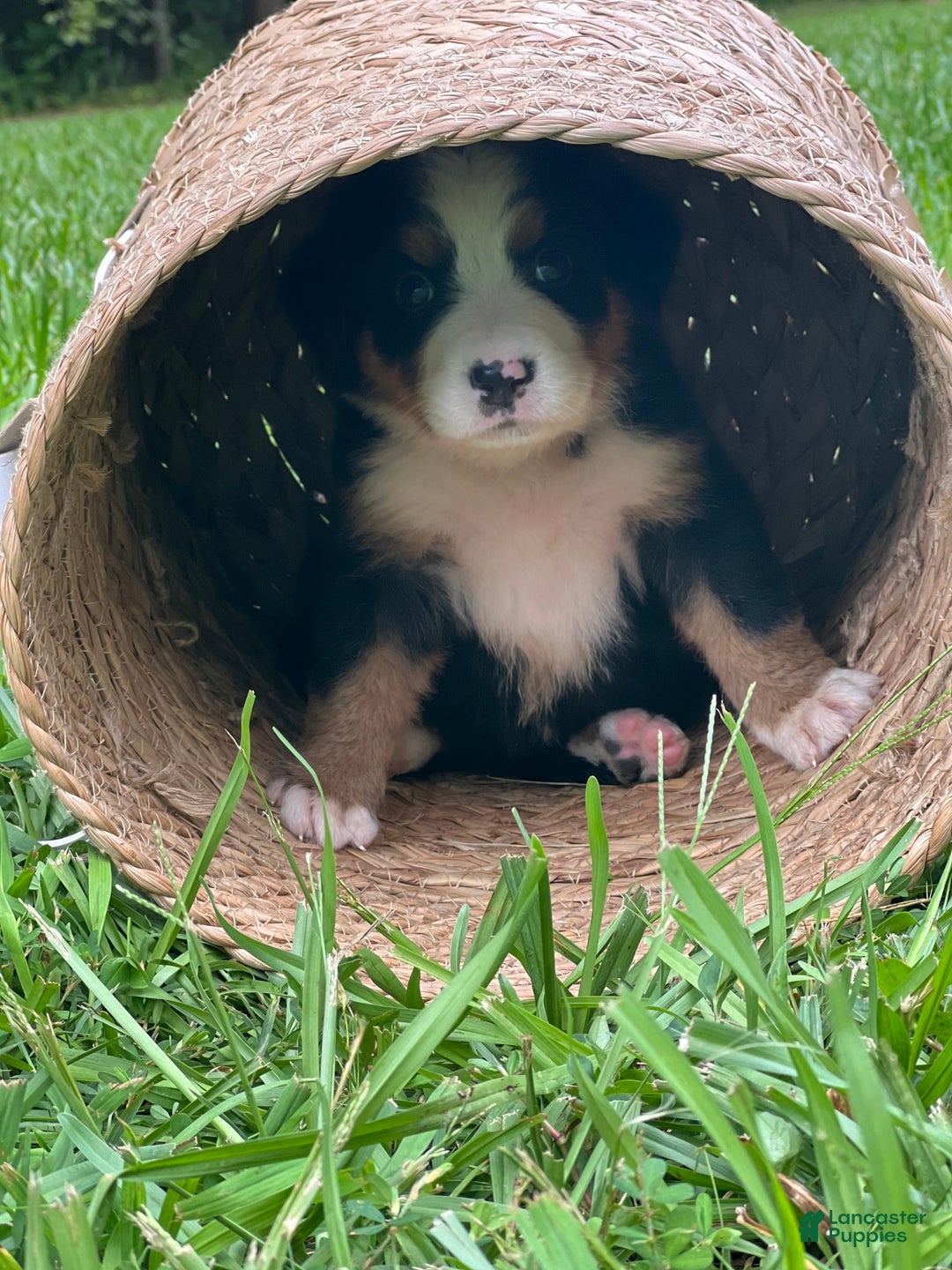 Bernese Mountain Dog dogs for sale: Elsa - Image 8