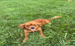 Miniature Golden Retriever dogs for sale: Bruno - Image 3