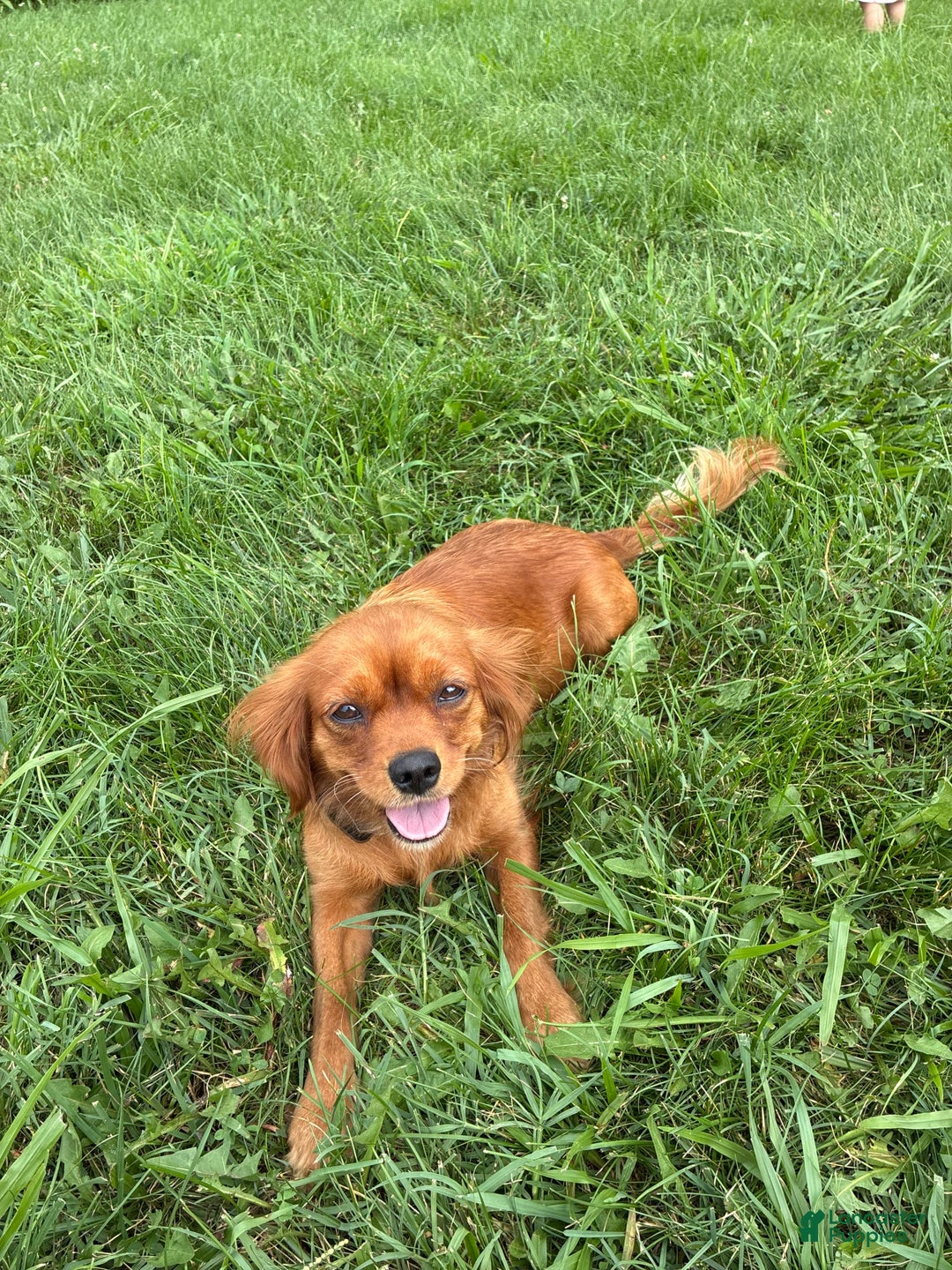 Miniature Golden Retriever dogs for sale: Bruno - Image 3
