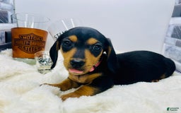 Miniature Dachshund dogs for sale: Jasmine - Image 7