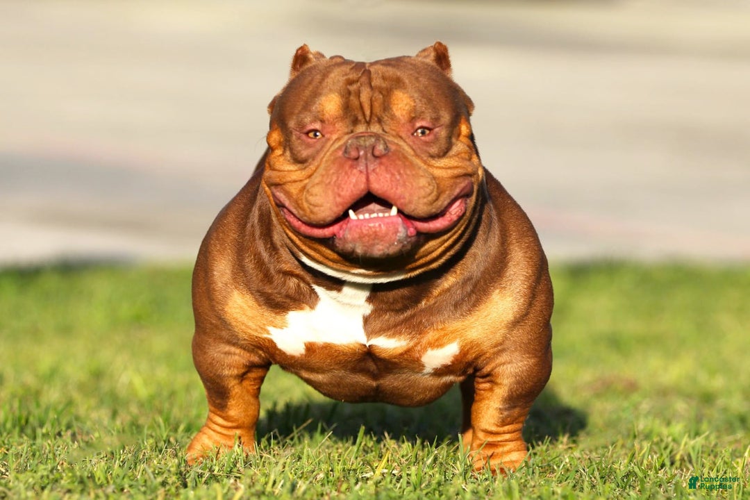 American Bully dogs for sale: Chocolate Tri Merle Female - Image 7