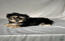 Yochon dogs for sale: Ryan - Image 3