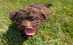 Toy Poodle dogs for sale: Buffy - Image 14