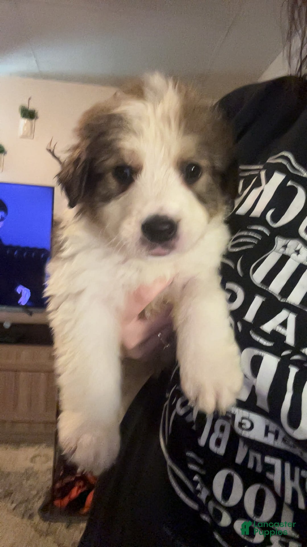 Bernese Mountain Dog dogs for sale: Rosie - Image 2