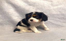 Cavalier King Charles Spaniel dogs for sale: Toby - Image 9
