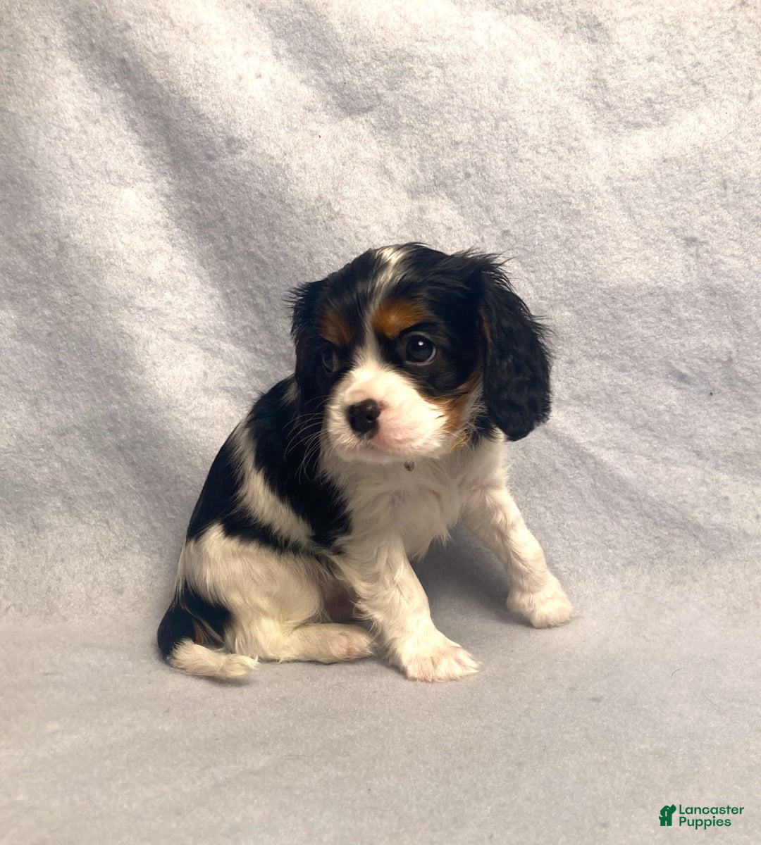 Cavalier King Charles Spaniel dogs for sale: Toby - Image 9