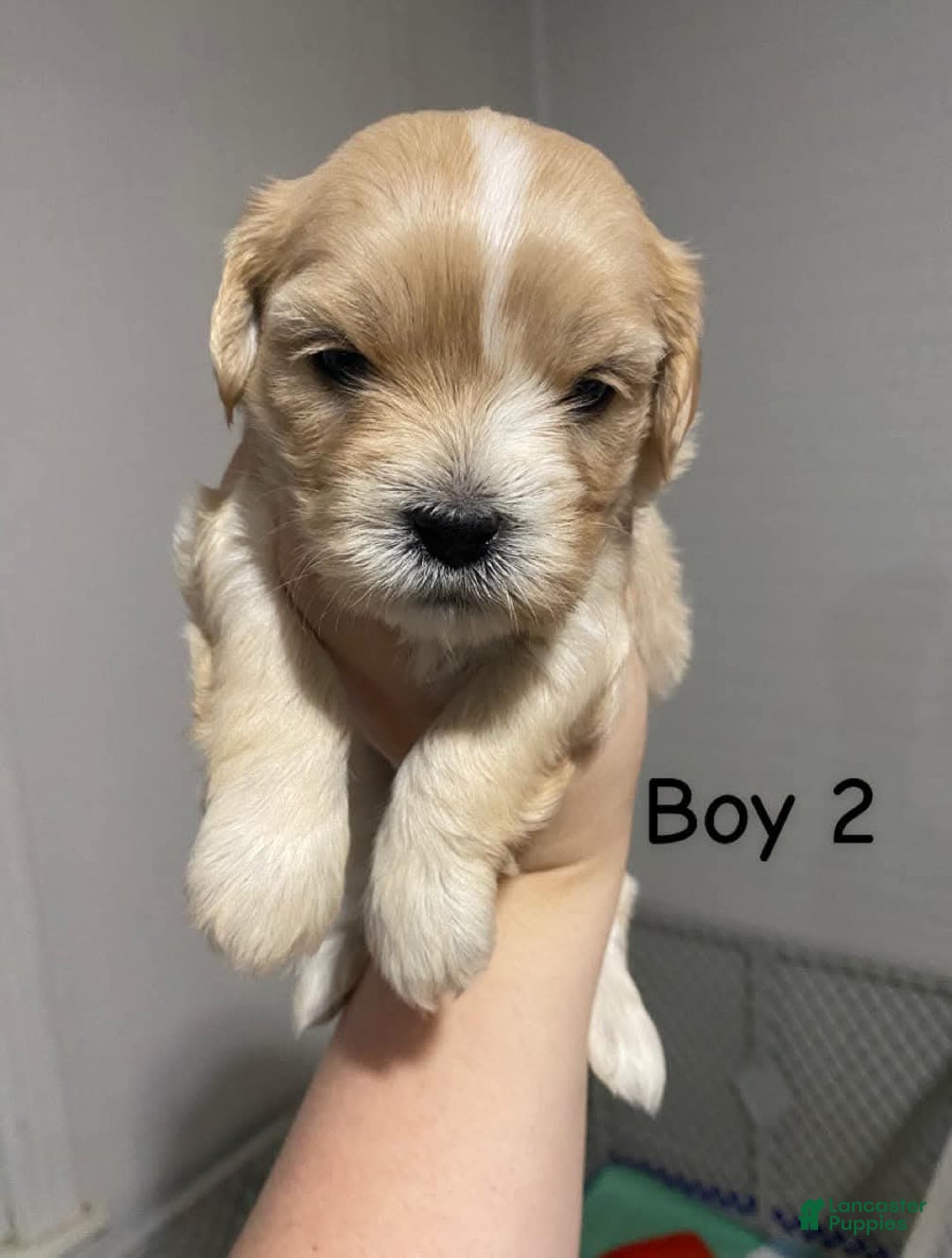 Cavapoo dogs for sale: Male 2 Bruno Jr - Image 2