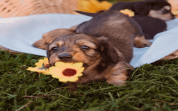 Dachshund dogs for sale: Shaded Cream Male - Image 11