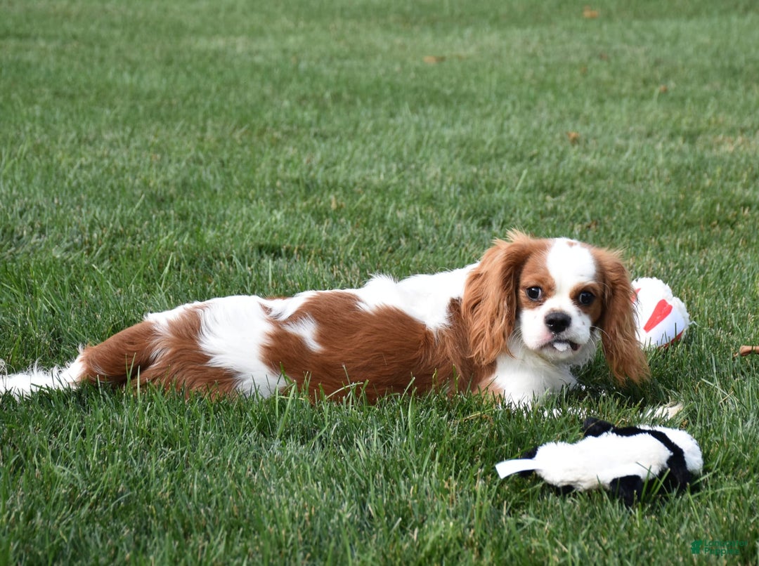 Cavalier King Charles Spaniel dogs for sale: Remi - Image 2