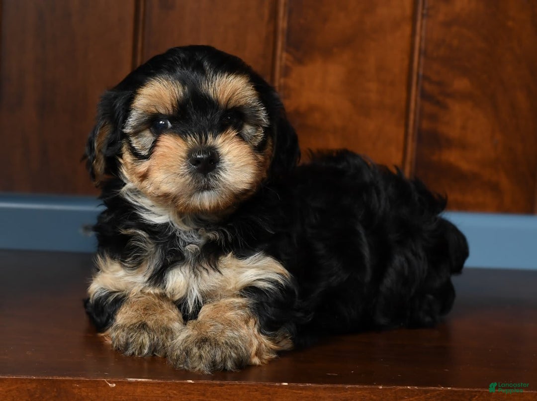 Yorkiepoo dogs for sale: Benji - Image 3