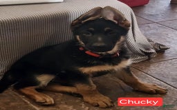 German Shepherd dogs for sale: Chucky - Image 2