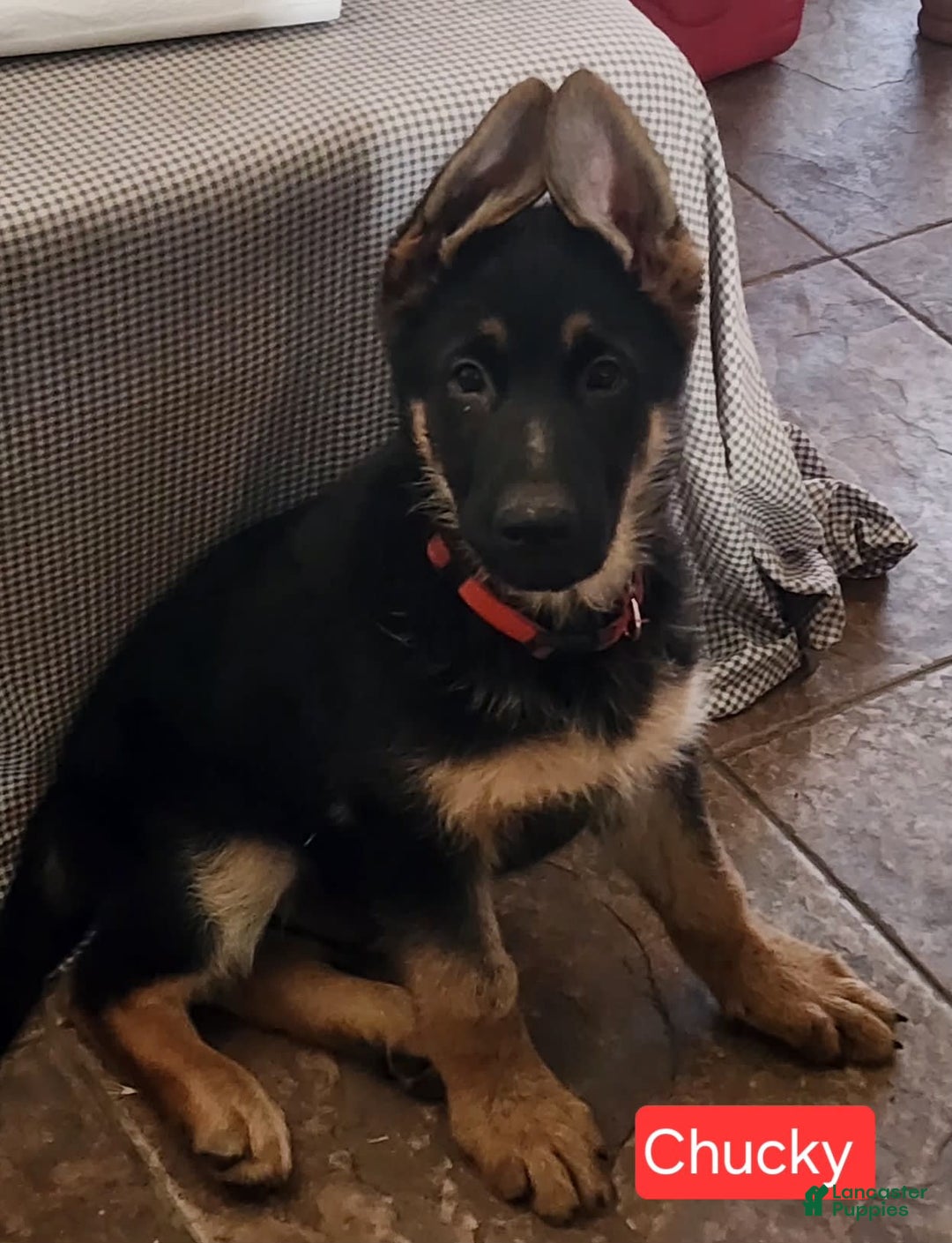 German Shepherd dogs for sale: Chucky - Image 2