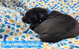 Cane Corso dogs for sale: Cartier - Image 7
