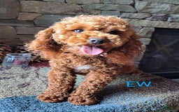 Miniature Poodle dogs for stud: Rusty Knight of Eagles Wings - Image 2
