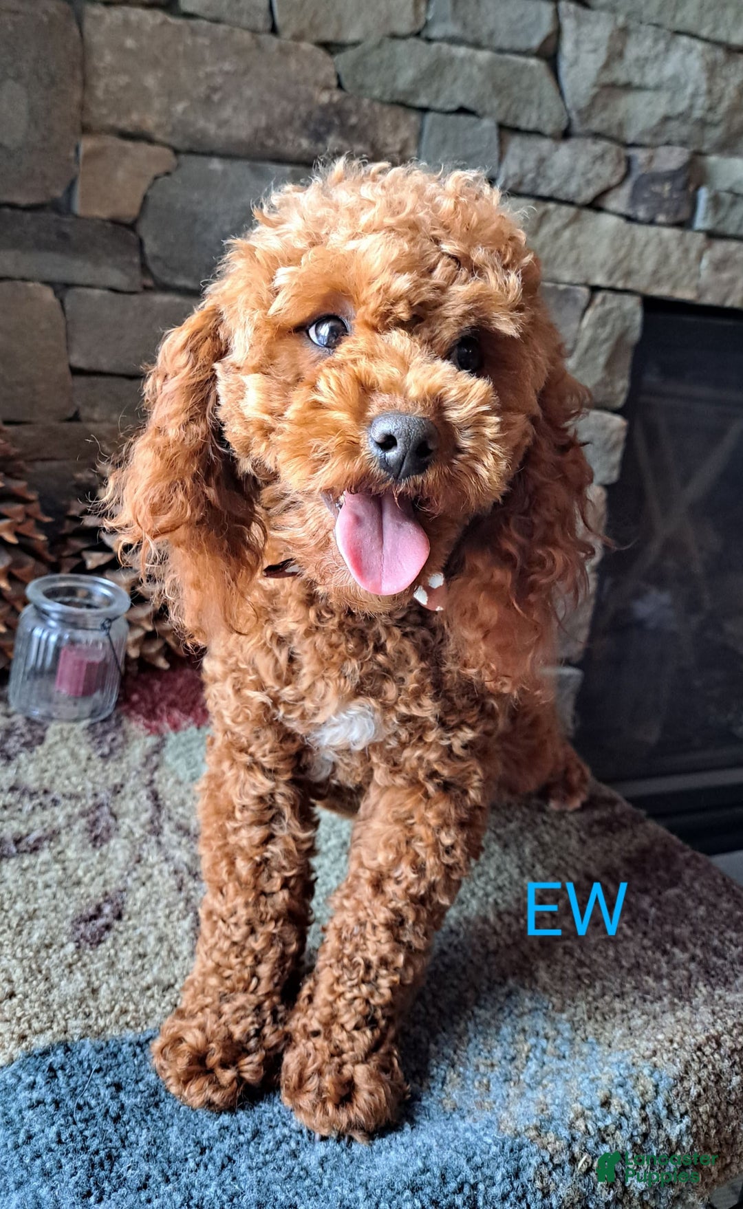 Miniature Poodle dogs for stud: Rusty Knight of Eagles Wings - Image 2