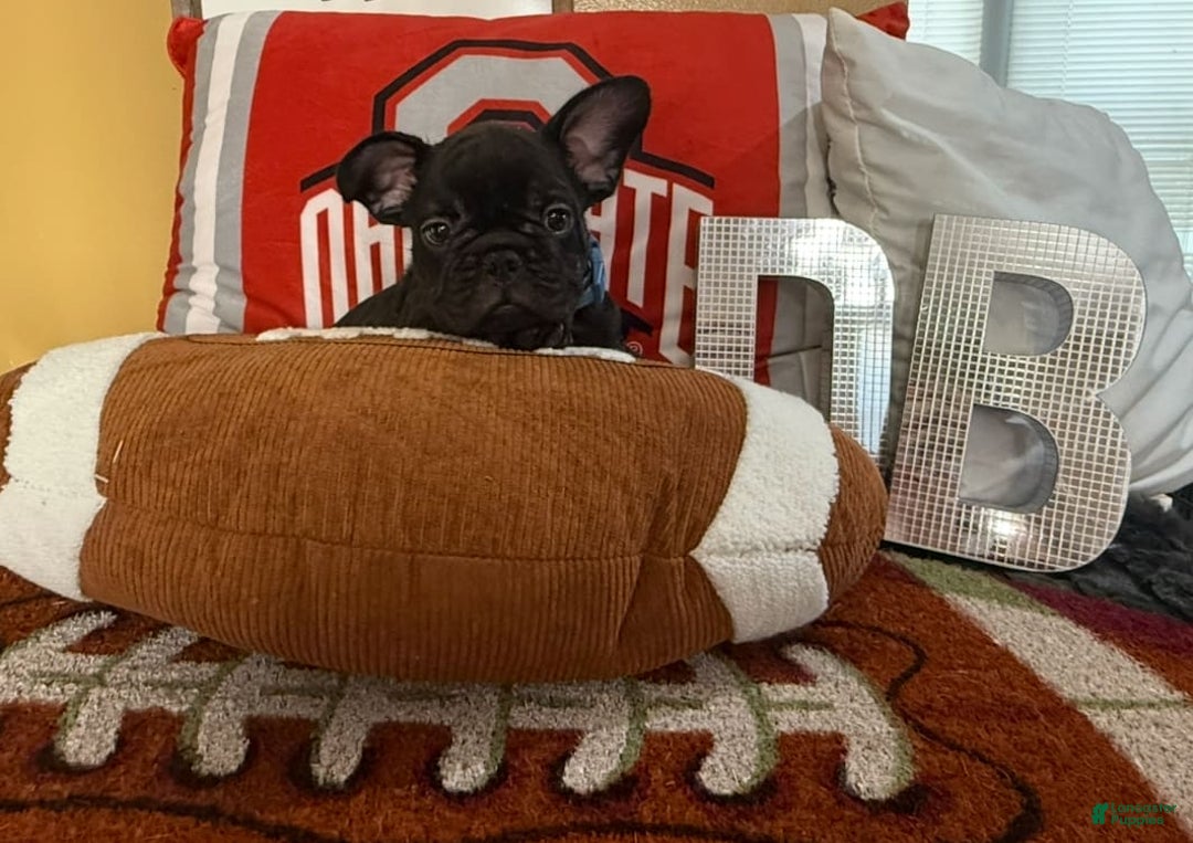 French Bulldog dogs for sale: Jack - Image 7