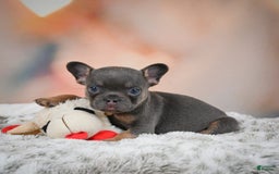 French Bulldog dogs for sale: Miles - Image 11