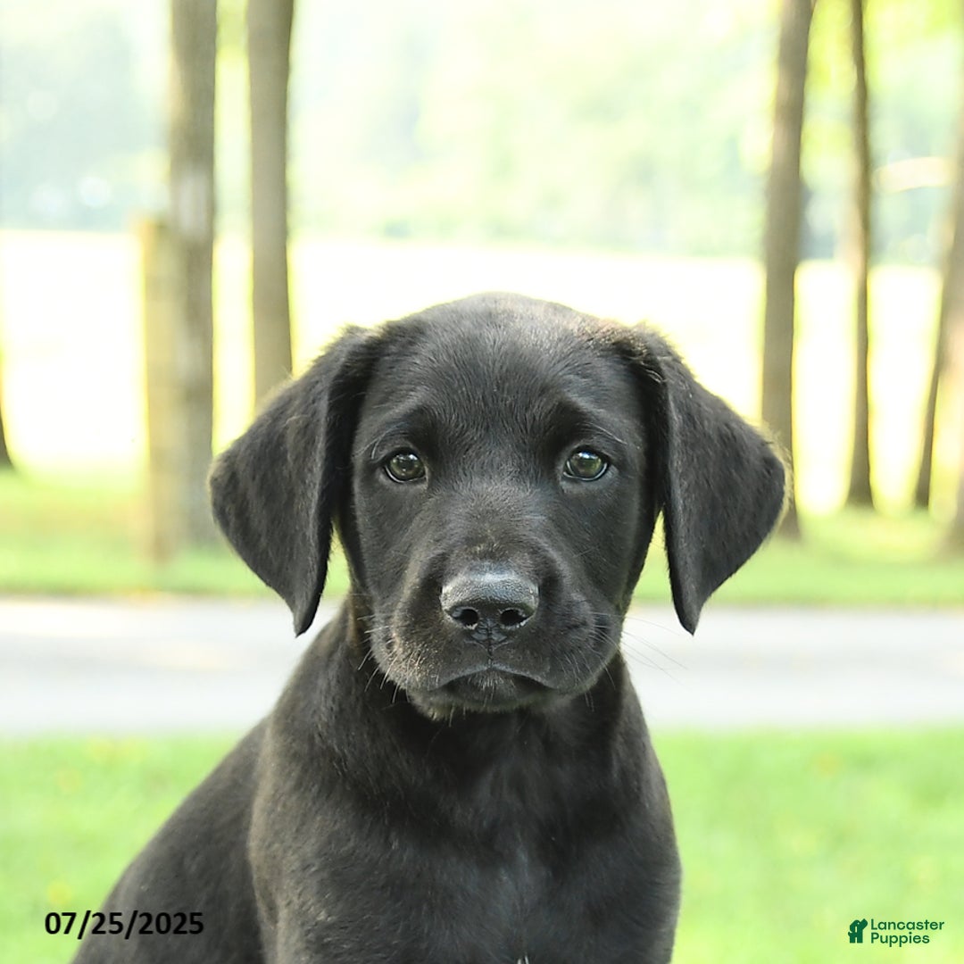Cane Corso dogs for sale: Maple - Image 3