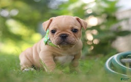 French Bulldog dogs for sale: Ryder - Image 6