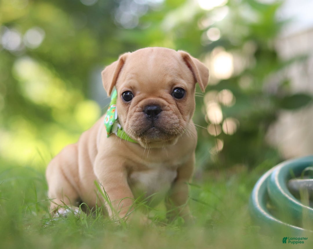 French Bulldog dogs for sale: Ryder - Image 6