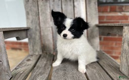 Papillon dogs for sale: Katies Black and White - Image 3