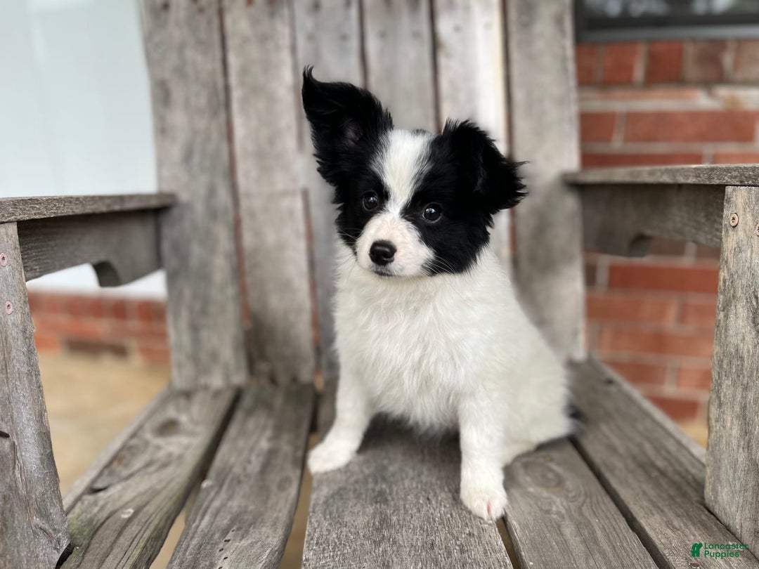Papillon dogs for sale: Katies Black and White - Image 3