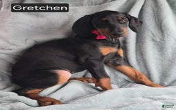 Doberman Pinscher dogs for sale: Grechen - Image 2