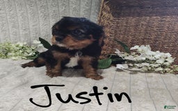 Cavalier King Charles Spaniel dogs for sale: Justin - Image 4