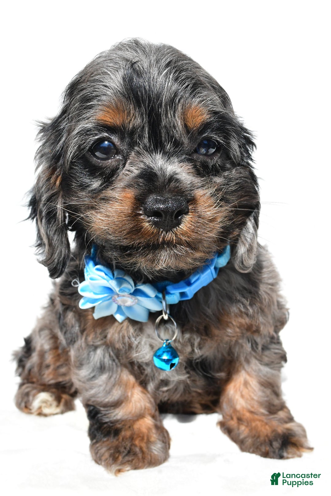 Cockapoo dogs for sale: Stacey - Image 7