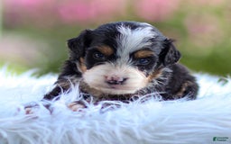 Mini Bernedoodle dogs for sale: Murphy - Image 8