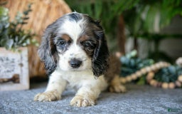 Cocker Spaniel dogs for sale: Wendy - Image 2