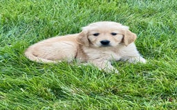 Golden Retriever dogs for sale: Fenn - Image 1