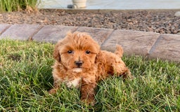 Cavapoo dogs for sale: Karla - Image 4