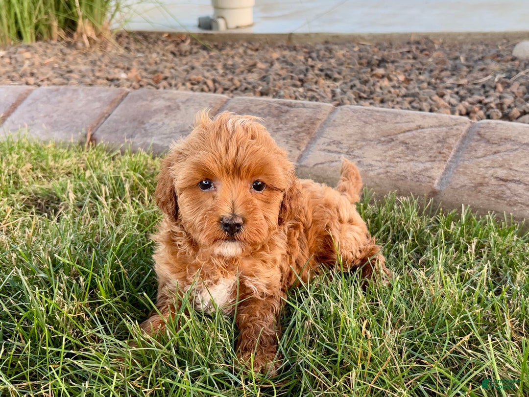Cavapoo dogs for sale: Karla - Image 4