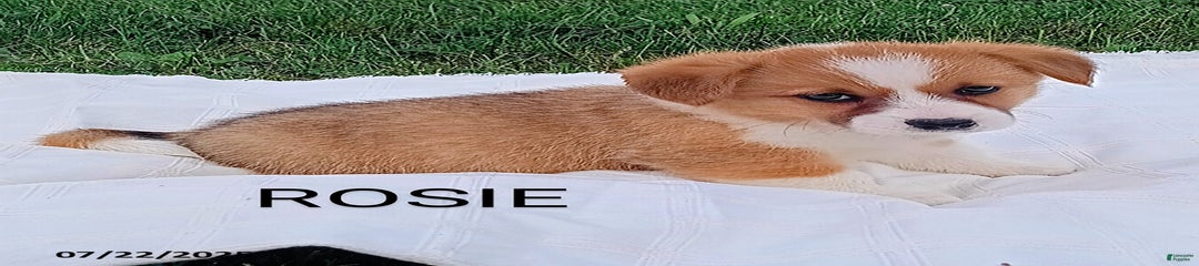 Rosie