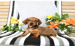 Miniature Dachshund dogs for sale: Patrick - Image 3