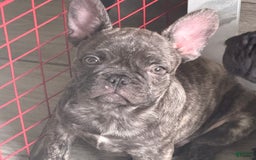 French Bulldog dogs for sale: Rock - Image 2