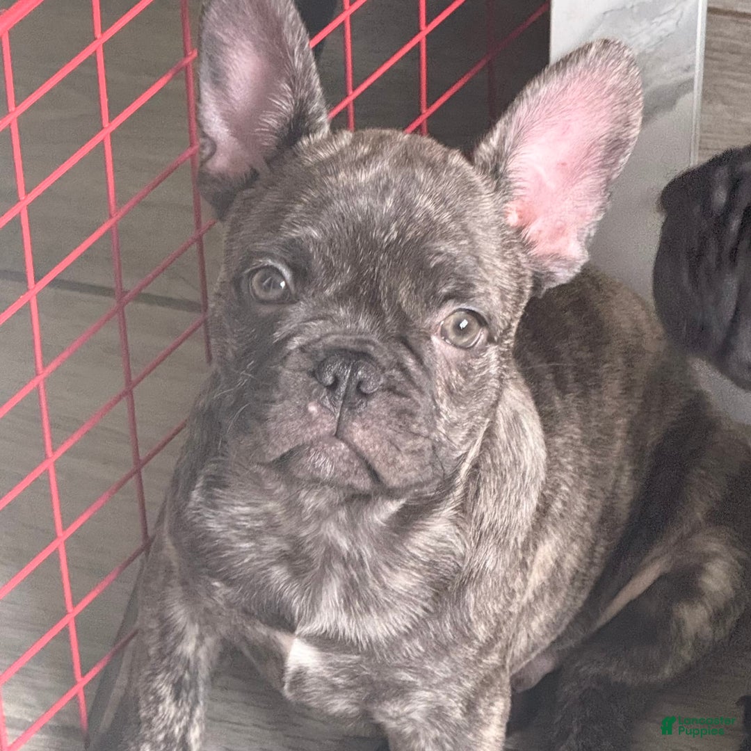 French Bulldog dogs for sale: Rock - Image 2