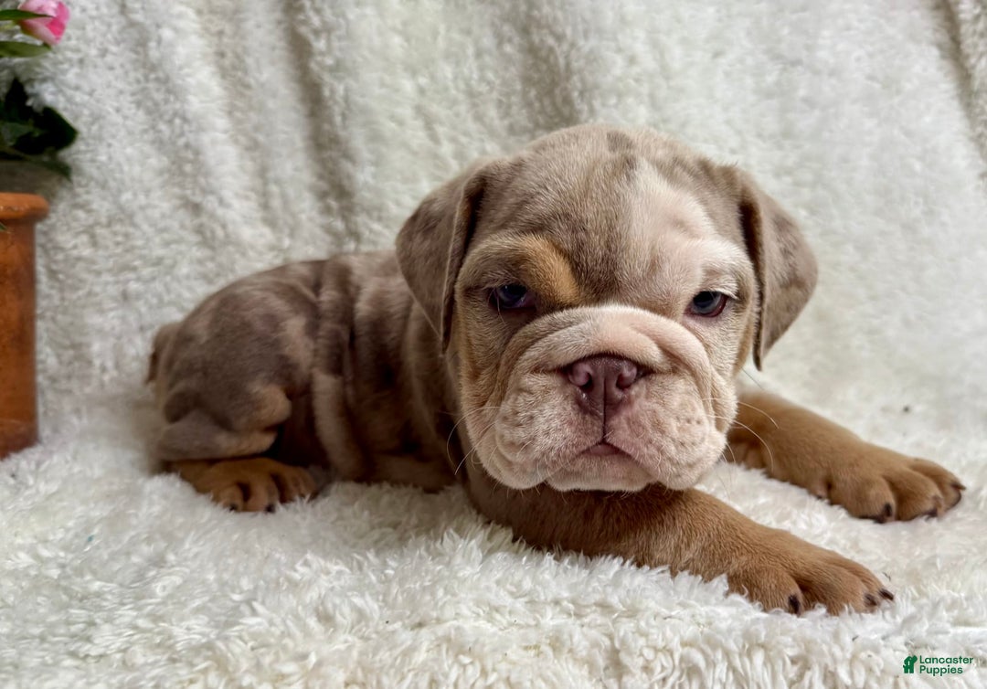 English Bulldog dogs for sale: Mose - Image 6