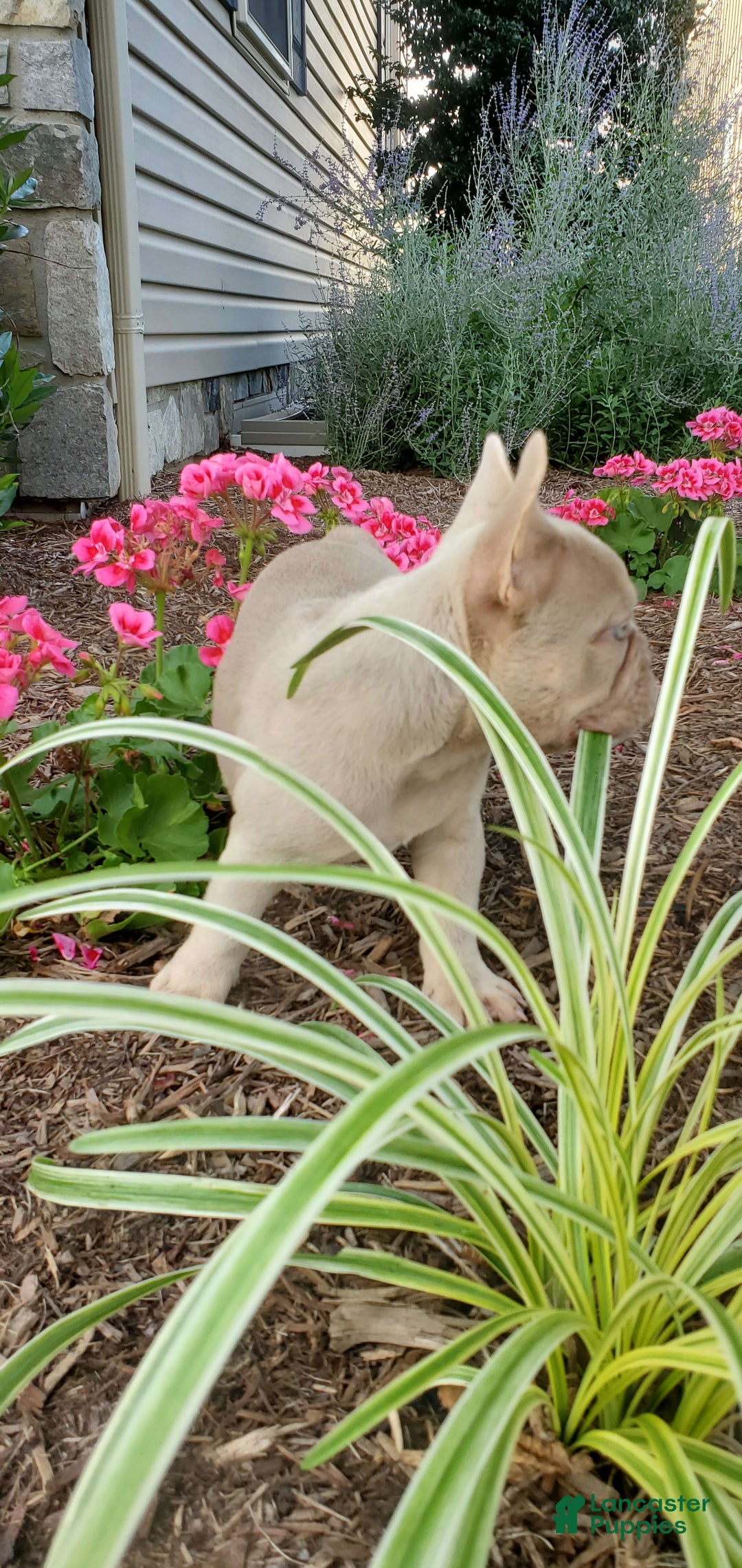 French Bulldog dogs for sale: Cassidy - Image 2
